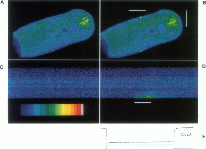 FIGURE 4