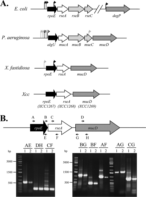 FIG. 1.