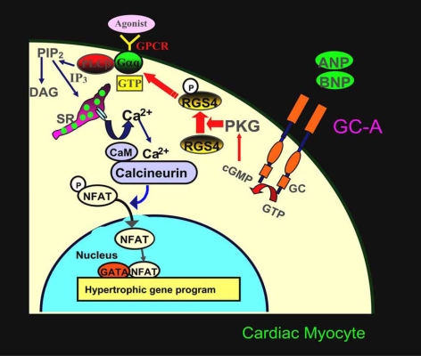 Fig. (4)