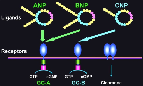 Fig. (1)