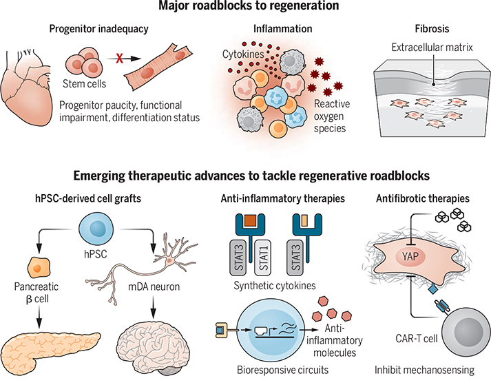 Therapeutic frontiers fueling advances in regenerative medicine