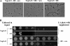 FIG. 2.