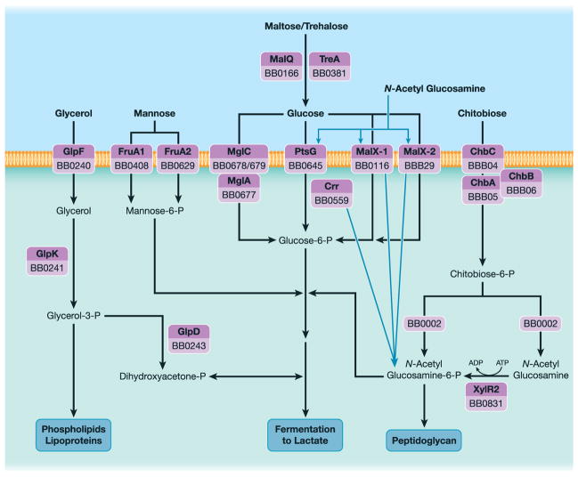 Fig. 2