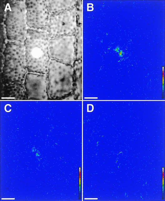 Figure 5.