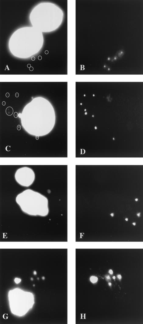 FIG. 8.