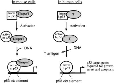 FIG. 7