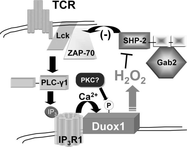 Fig. 10