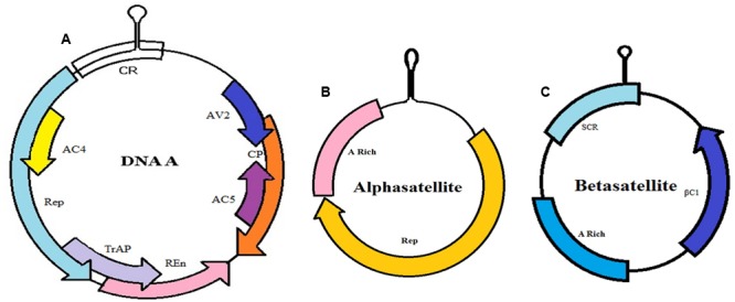 FIGURE 3