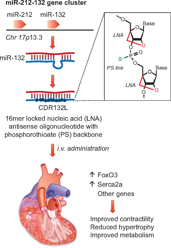 Graphical abstract 