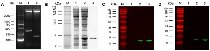 FIGURE 2