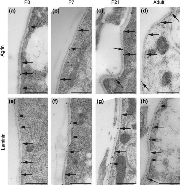 Fig. 5