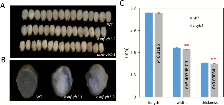 Fig. 10.
