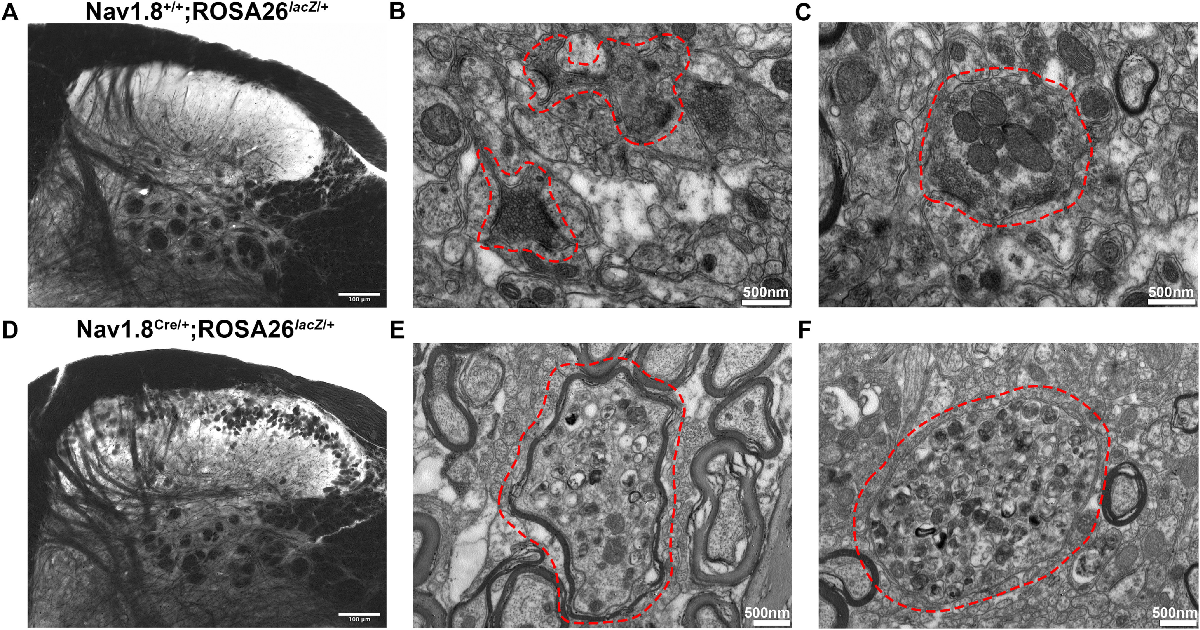 Figure 12.