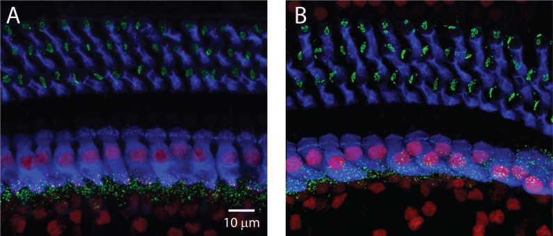 Figure 1—figure supplement 1.