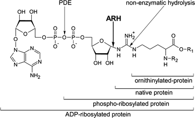 Fig. 6