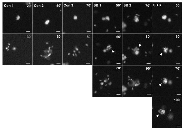 Figure 10