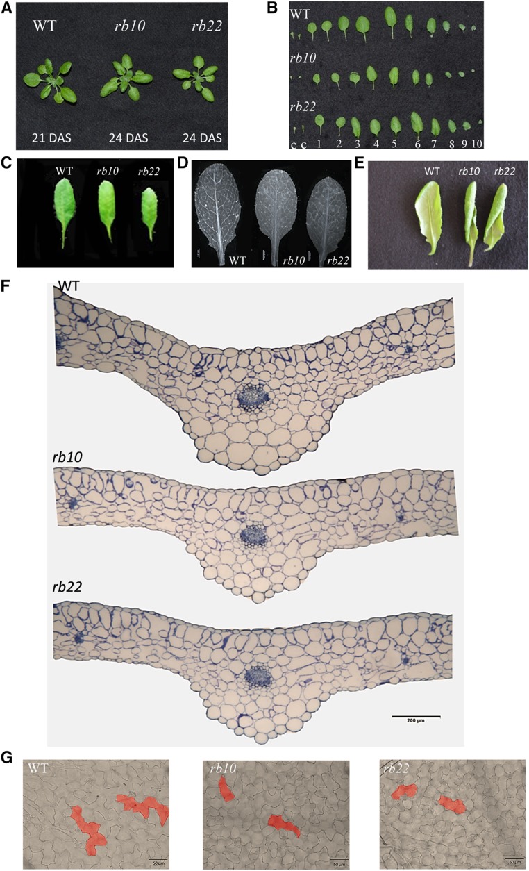 Figure 3.