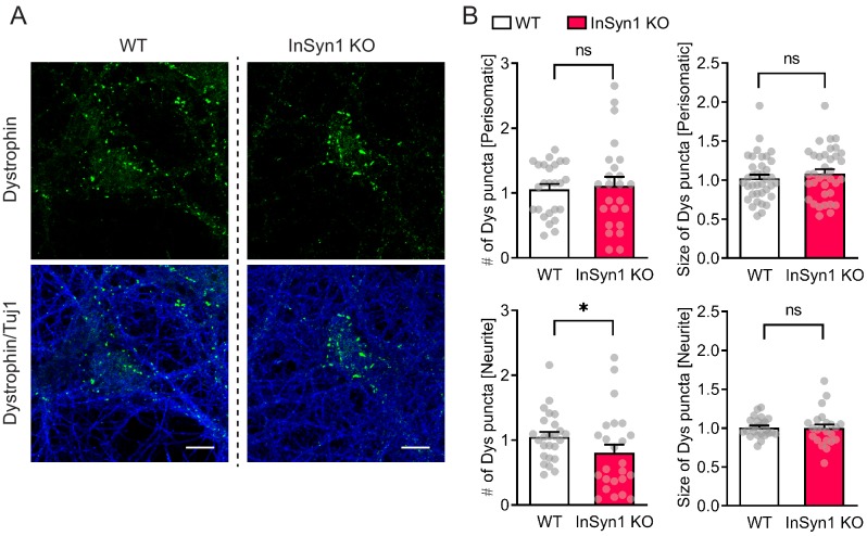 Figure 4—figure supplement 2.