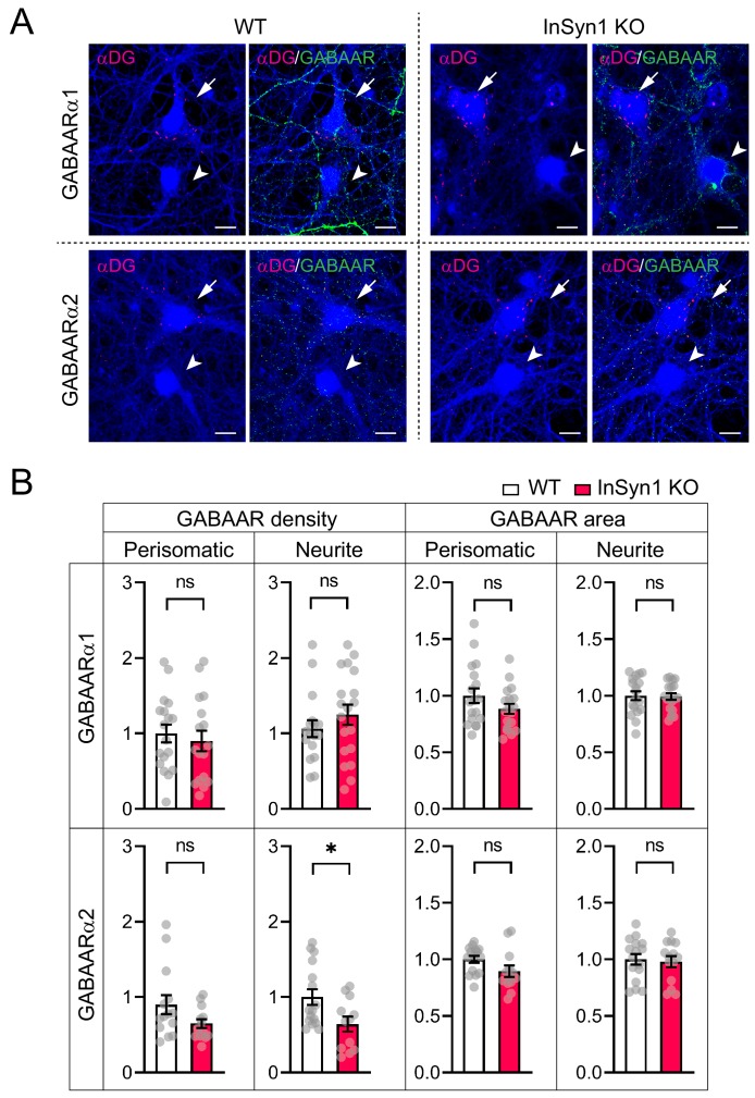 Figure 5—figure supplement 1.