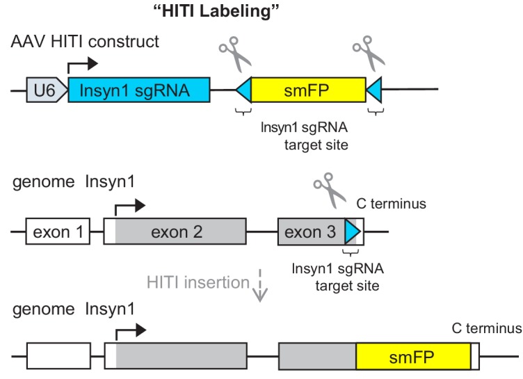 Figure 1—figure supplement 1.