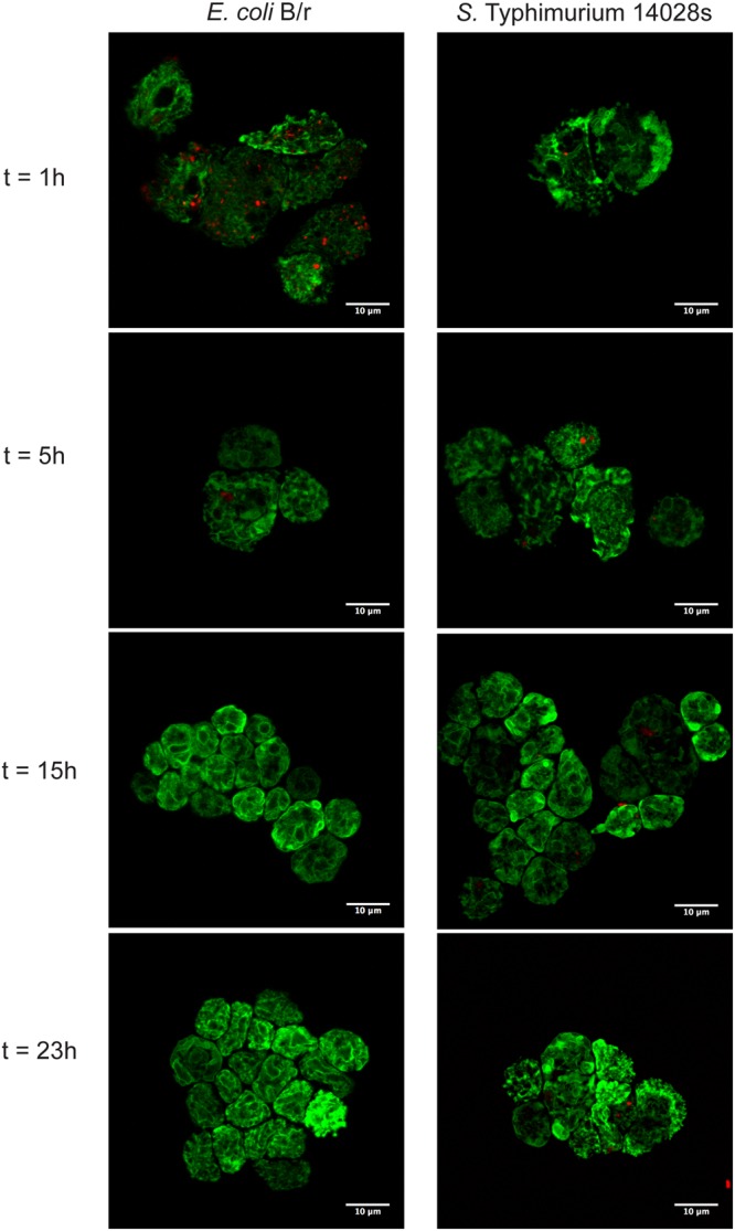 FIGURE 2