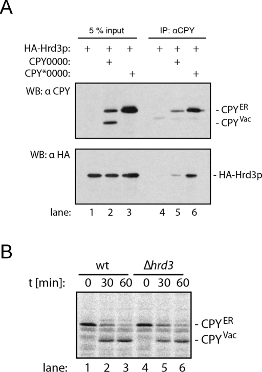 FIGURE 5: