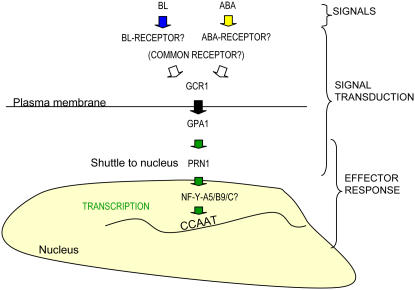 Figure 7.