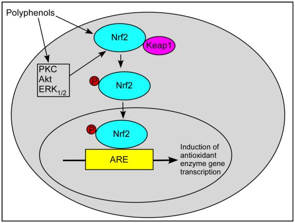 Fig.4