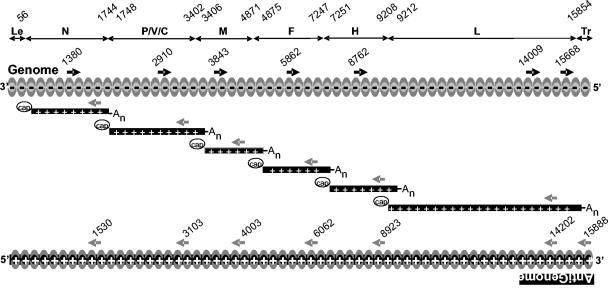 FIG. 1.