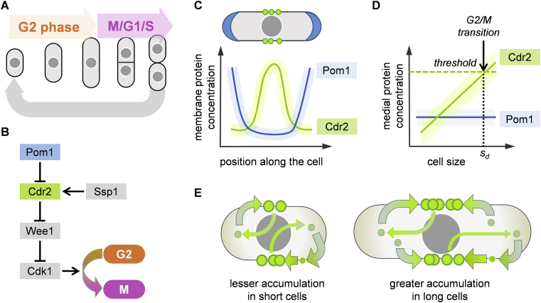 Figure 2