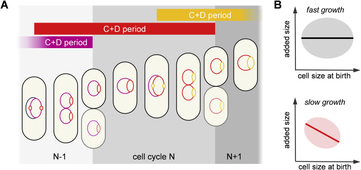 Figure 4