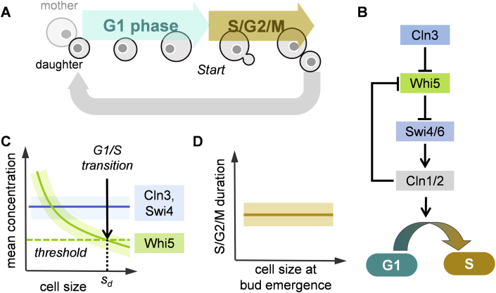 Figure 3