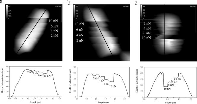 FIG. 3.