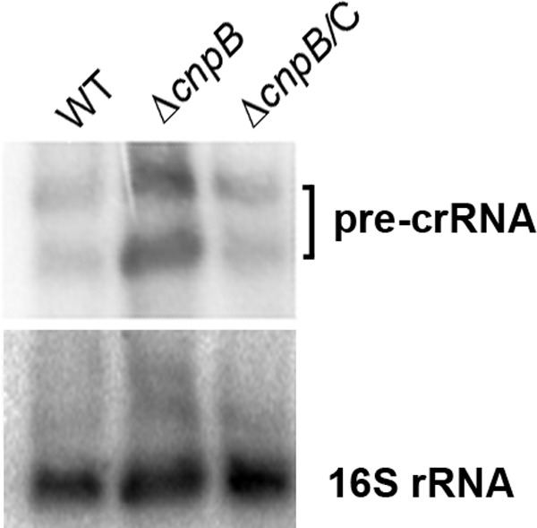 FIG 6