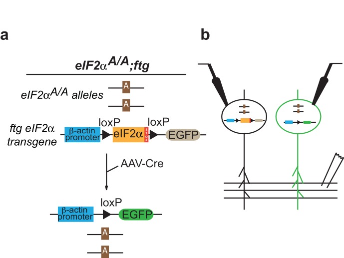 Figure 2—figure supplement 2.