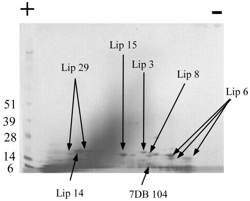 Fig. 8