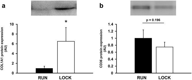 Fig 7