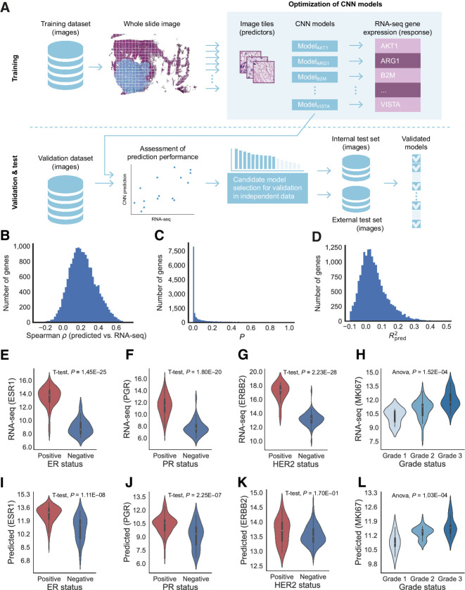 Figure 1. Study design and summary statistics for transcriptome-wide predictions. A, Overview of the EMO process. In the training phase, training WSIs (N = 697) were split into image tiles. The tiles (predictors) together with expression levels (response) across the protein coding transcriptome were used to optimize individual deep CNN models (Inception V3) for each gene. All optimized models were then applied to predict expression in WSIs in the validation set (N = 122), association analysis between RNA-seq estimated gene expression values and predicted values was performed, and candidate models were selected for further validation. The validation was performed in the internal (N = 172) and external (N = 350) test sets. B, Histogram describing the empirical distribution of predicted R2 in the validation set (458 genes with a predicted R2 < −0.1 were excluded from the figure for clarity). C, Histogram of the empirical distribution of Spearman < between EMO predictions and RNA-seq in the validation set. D, Histogram of the P values related to C. E–H, Distribution of RNA-seq expression values for routine biomarkers (ESR1, PGR, ERBB2, and MKI67), with respect to clinical status (IHC) of protein expression for the corresponding proteins encoded by each gene. I–L, Corresponding distribution of model-predicted gene expression values for each one of the clinical routine markers.