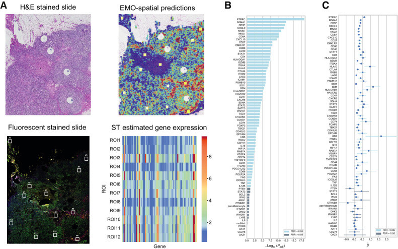 Figure 4. ST validation of spatial expression predictions. A, Overview of the ST profiling process. For each WSI (top left), optimized CNN models for the genes in the ST gene panel were used to predict spatial (tile-level) expression, visualized as heatmaps. Twelve ROIs (yellow squares) were subsequently manually selected to obtain a representative set of regions including low, medium, and high predicted expression across a range of genes (top right). The ROIs from each slide were then manually registered against fluorescently labeled slides from consecutive FFPE sections (bottom left). ST profiling of the ROIs was performed and subsequently used to validate spatial EMO prediction results (bottom right). B, Bar plot for the ranked −log10(FDR-adjusted P value) for genes from each LME model. Light blue indicates FDR-adjusted P <0.05 (NWSIs = 22). C, Corresponding fixed-effect coefficients and 95% CI related to the EMO prediction for each gene (linear mixed effects model; NWSIs = 22).