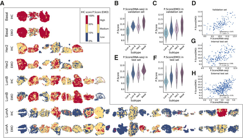 Figure 5. Proliferation score prediction and validation. A, Comparison between IHC score and EMO-predicted proliferation score [P.Score(EMO)]) for 37 IHC-HE pairs of tumors in the test set. The IHC-based Ki67 score per tile is indicated in blue (<10%), yellow (≥10% and <30%), and red (≥30%). The color scheme for EMO predictions was chosen based on quantile mapping to the IHC score distribution, with blue, yellow, and red indicating low, medium, and high predicted proliferation levels, respectively. B, Distribution of proliferation scores by subtype in the validation set, measured with RNA-seq [P.Score(RNA-seq)]. C, Distribution of proliferation scores by subtype in the validation set, predicted by EMO. The distribution of predicted proliferation scores shares similar patterns with RNA-seq measurements, with the basal type exhibiting the highest proliferation level, followed by HER2-enriched (Her2) and luminal B (LumB) subtypes, whereas luminal A (LumA) has the lowest proliferation score. D, Scatter plot of RNA-seq–estimated and EMO-predicted proliferation scores in the validation set (N = 122). A high correlation between the RNA-seq measurements and EMO predictions was observed with a Spearman < of 0.67. E–G, Corresponds to B–D for the internal test set (N = 172). H, Scatter plot of RNA-seq–estimated and EMO-predicted proliferation scores in the external test set (N = 350).