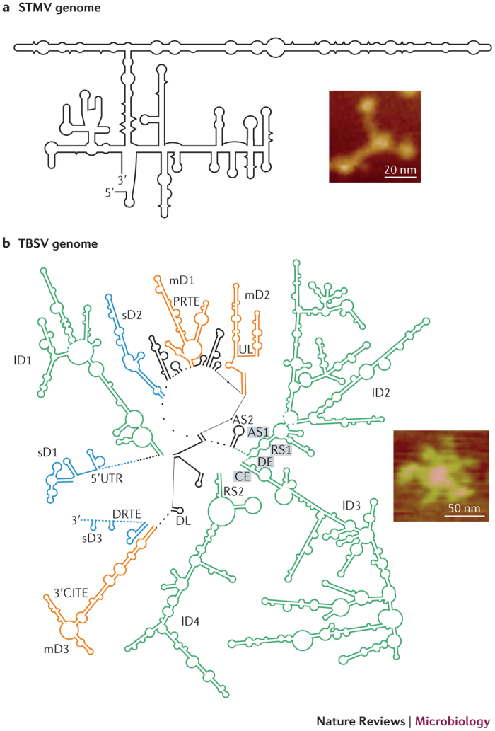 Box 1: Global organization of the STMV and TBSV RNA genomes