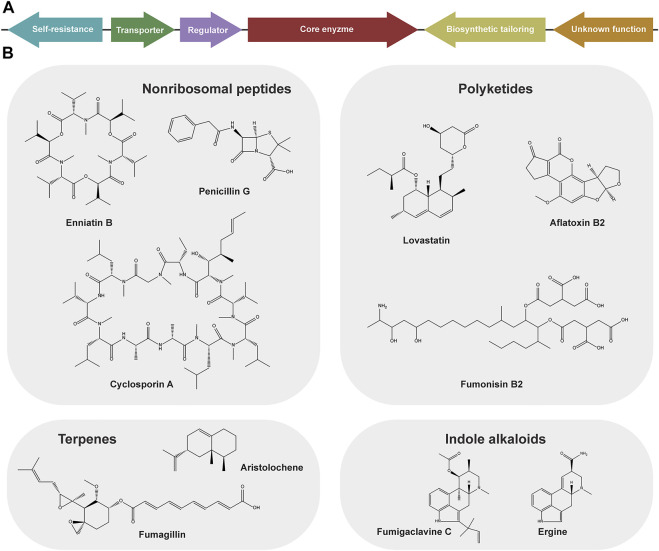 FIGURE 1