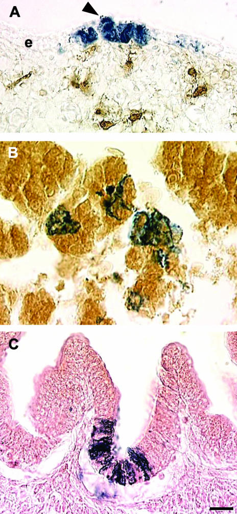 Fig. 10