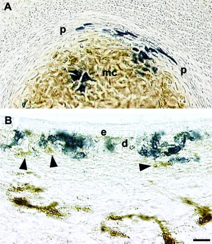 Fig. 9