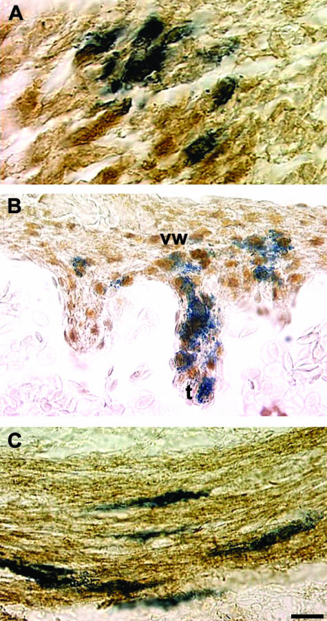 Fig. 8