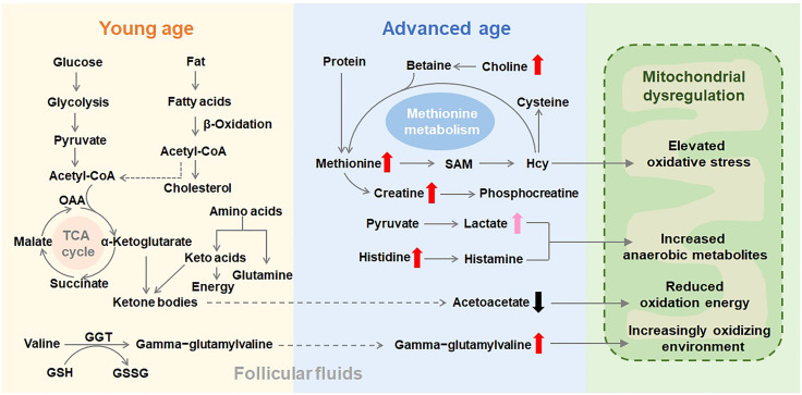 Figure 5