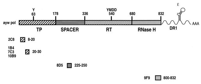 FIG. 1