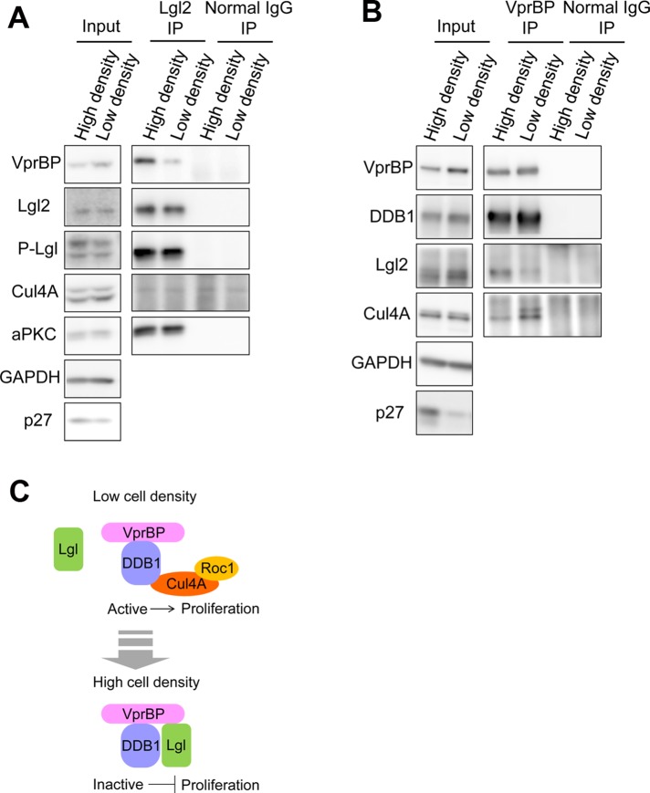 FIGURE 5: