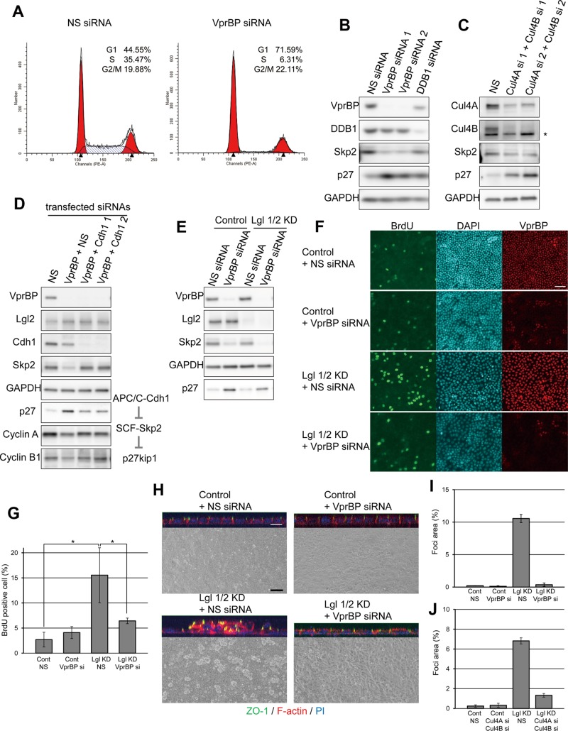 FIGURE 4: