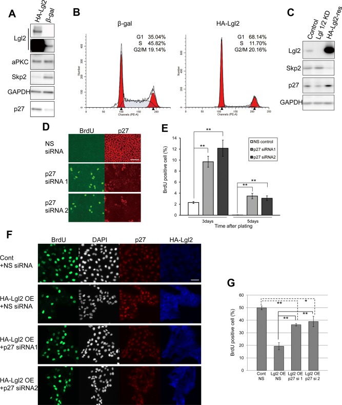 FIGURE 2: